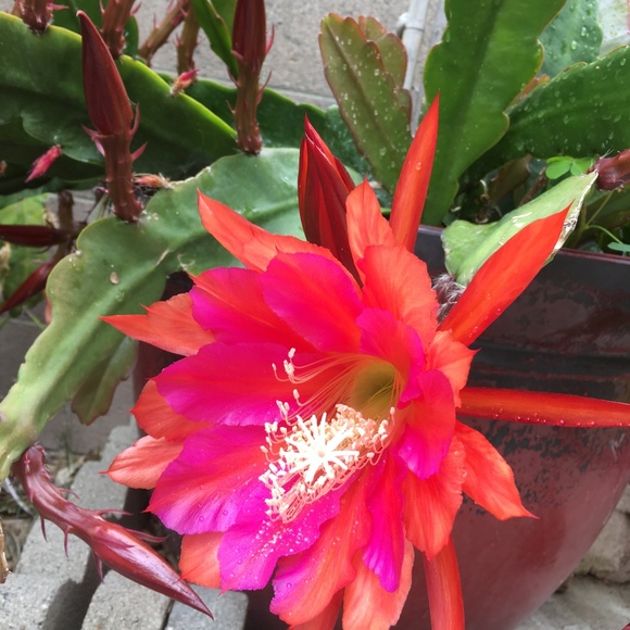 🔥Fuchsia/Red Orchid Cactus Epiphyllum 2 Fresh Cuttings - Picture 4 of 6